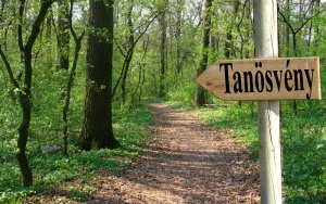 Rendbe hoznák a városi parkerdőt