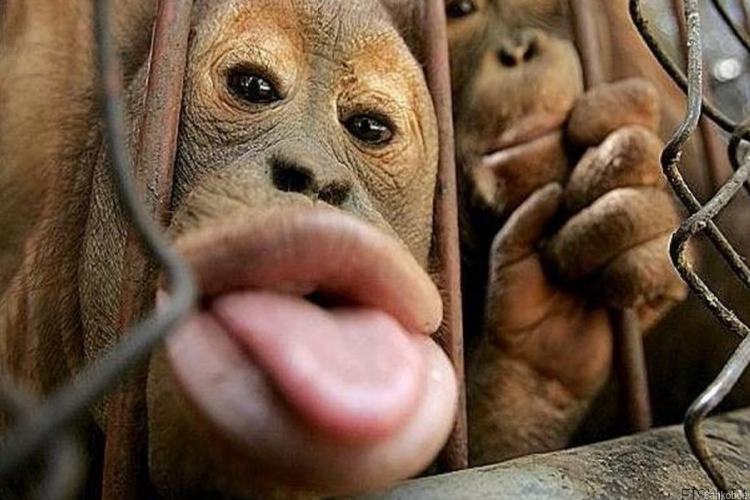 Állati jó buli lesz!