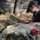 Levetkőztek a Mezgé tangazdaság birkái