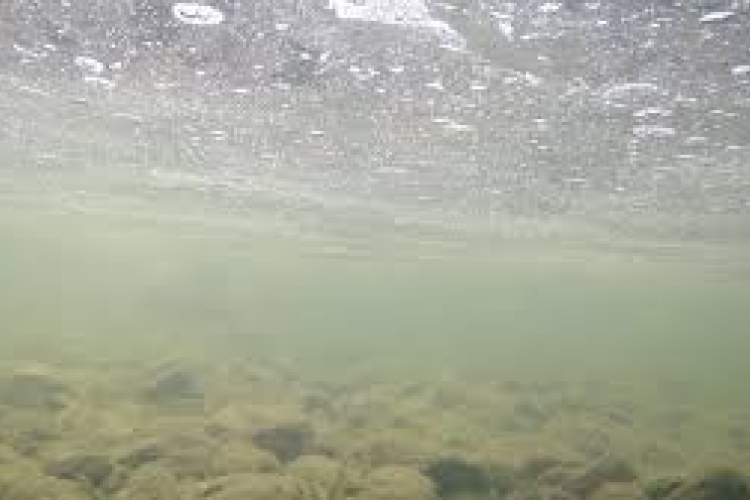 Új halfajt azonosított egy magyar-cseh kutatócsoport a Körös vízrendszeréből