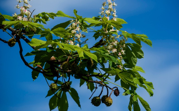 Az európai fafajok fele veszélyeztetett