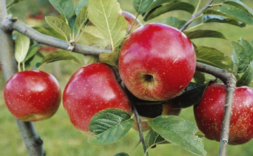 Ellenállóké a jövő