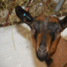 Tömegeket vonzott a Mezgé piknikje a tangazdaságba