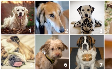 Melyiket vinnéd haza a 8 kutya közül?