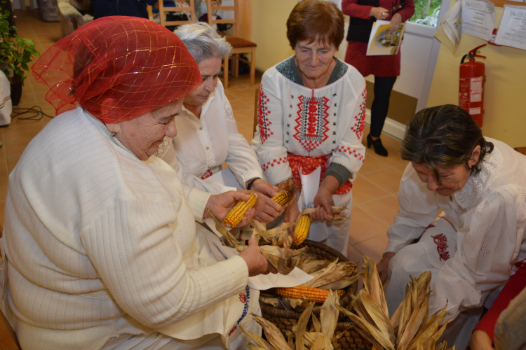 Esőben is fosztották a kukoricát