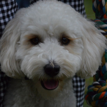 Családi délutánt rendeztek a Gyepmesteri Telepen