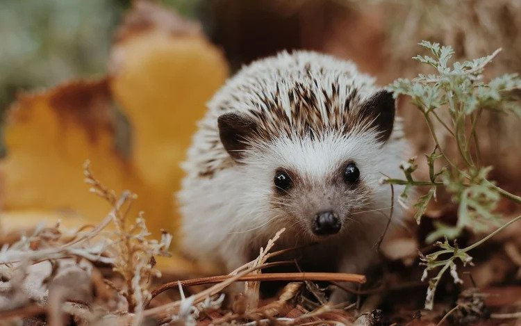 A téli álomra húzódó sünök védelmére hívja fel a figyelmet az MME