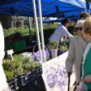 Virágok borították el a városközpontot