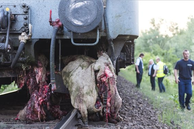 Birkanyájat gázolt az IC Nyírteleknél