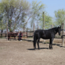 MEZGÉS Nap – 2022.04.21.