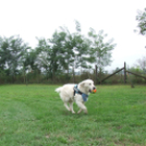 Mezgé Suli Piknik a Tangazdaságban