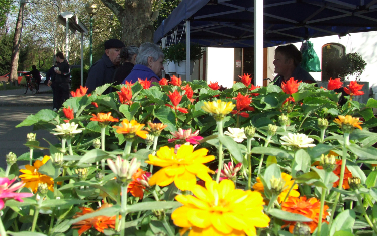 Tavaszi Virágünnep Kiskunfélegyházán!