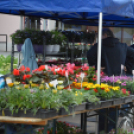 Káprázatos virágözön ékesítette Kiskunfélegyháza főterét