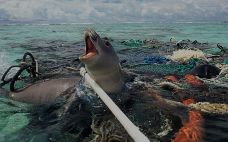 Mindenhova eljut a szemét