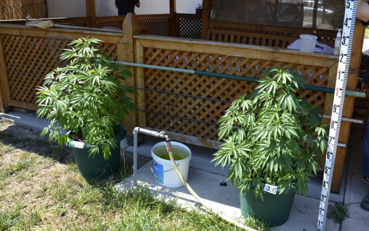 Félegyházi gyanúsított a kecskeméti kábítószeres ügyben