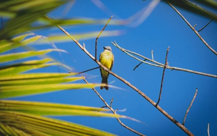 Madárszámlálásra hívja a lakosságot az MME február végéig