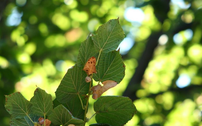 Értesítés növényvédelmi permetezésről