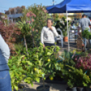 Színes virág kavalkád az őszi virágünnepen