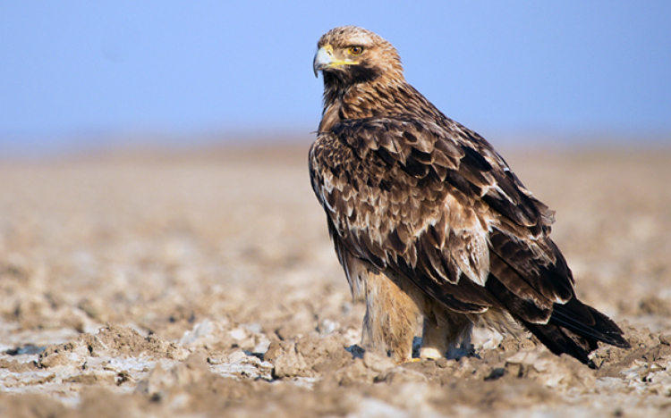 Sasszámlálást tartanak a hétvégén