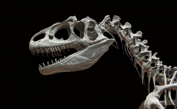 Digitálisan rekonstruálták egy dinoszaurusz agyát kutatók
