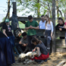 Levetkőztek a Mezgé tangazdaság birkái