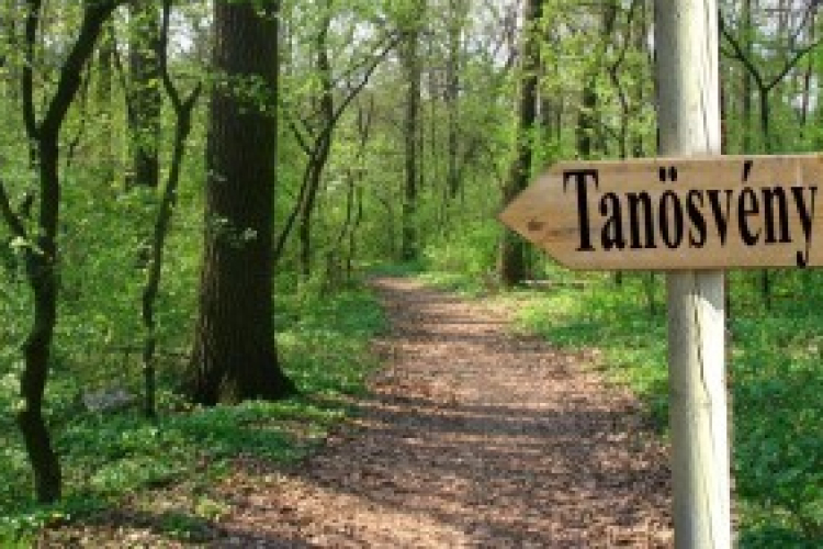 Rendbe hoznák a városi parkerdőt