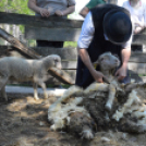 Levetkőztek a Mezgé tangazdaság birkái
