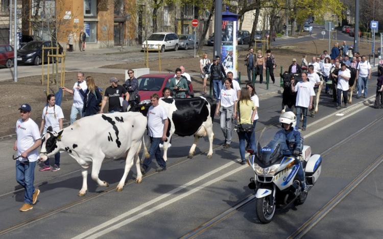 Tehenekkel vonultak fel a tejtermelők a fővárosban