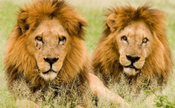 Elszabadult két oroszlán Kecskeméten