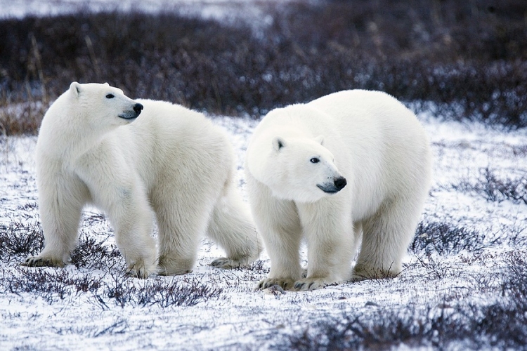 Tíz érdekesség a Jegesmedvék világnapján - VIDEÓ
