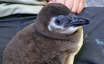 Ő itt Törpapa és Grün pingvinfiókája