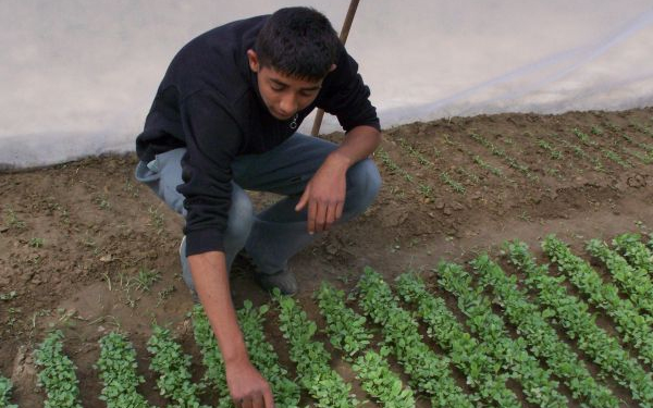 Kerti munkás képzés indult romáknak