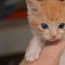 Néha nehéz feladni a kóbor életet