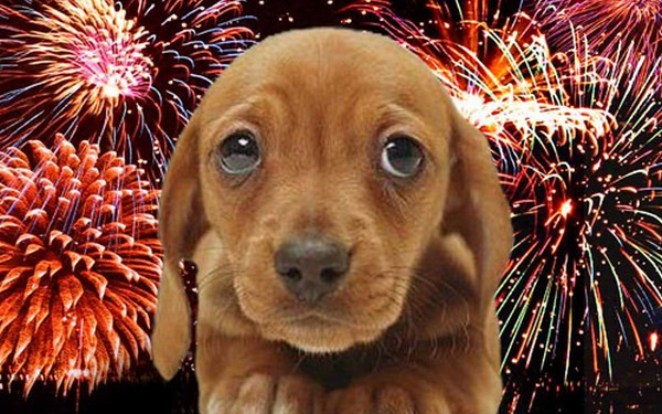 Szilveszteri petárdázás: házi kedvenceink is veszélyben lehetnek