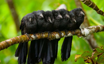 Ismerjük meg a Péteri tó madárvilágát