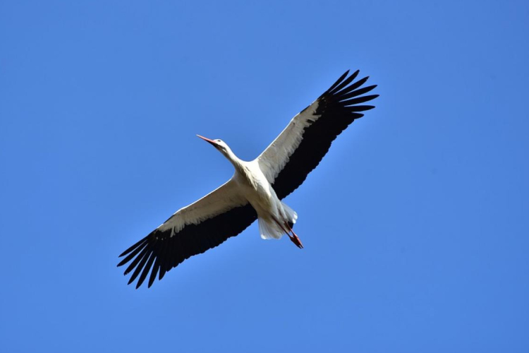 Sok millió madár van úton – tart a tavaszi vonulás