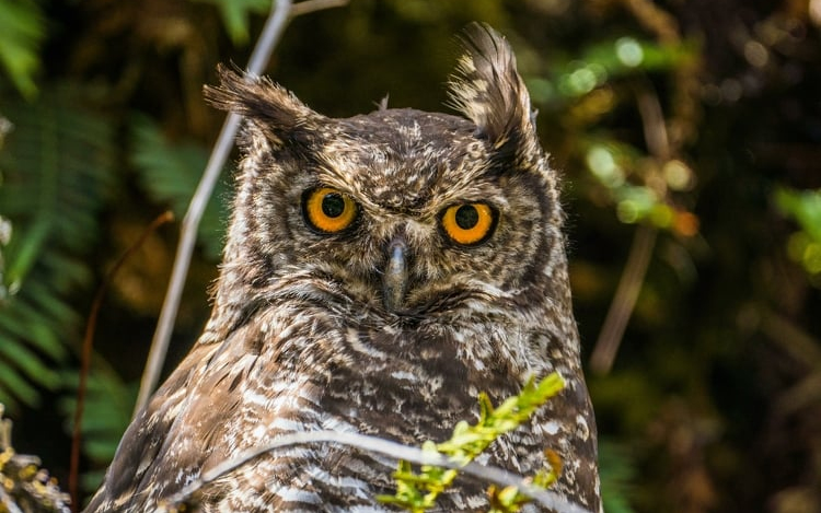 Több mint 13 ezer erdei fülesbagoly telelt Magyarországon