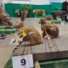 Újabb Országos Bajnoka lett a Koppányíjászoknak Dongó-Gárgyán Imola személyében!