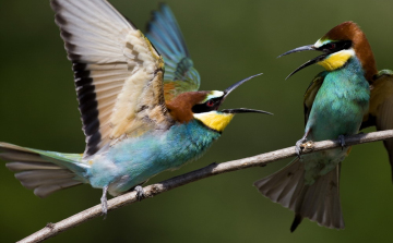 Gyurgyalag a fullánkspecialista