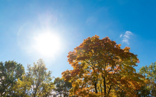 A felmelegedés még az ősz megszokott színeit is eltűntetheti