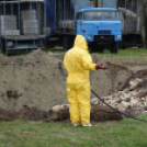 tömegesen földelték el a döglött kacsákat Majsán