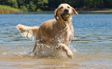 A kutyások kedvenc közösségi tere megszűnt: A Csongrádi Kutyastrand bezárásának háttere