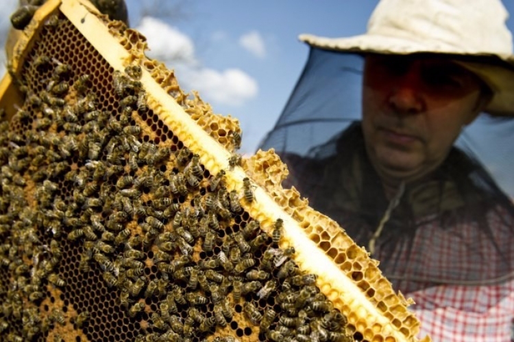 Valaki hamisít - Ellenőrzik az összes magyarországi mézfeldolgozót és kereskedőt