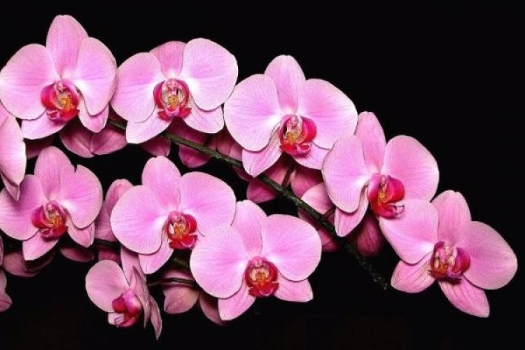 Serkentsd virágzásra az orchideád!