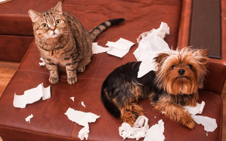 Nem mindenki kedvencei – háziállatok társasházban