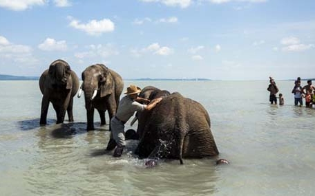 Elefántok fürödtek a Balatonban