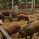 Idén is számos érdeklődőt vonzott a Mezgé piknik