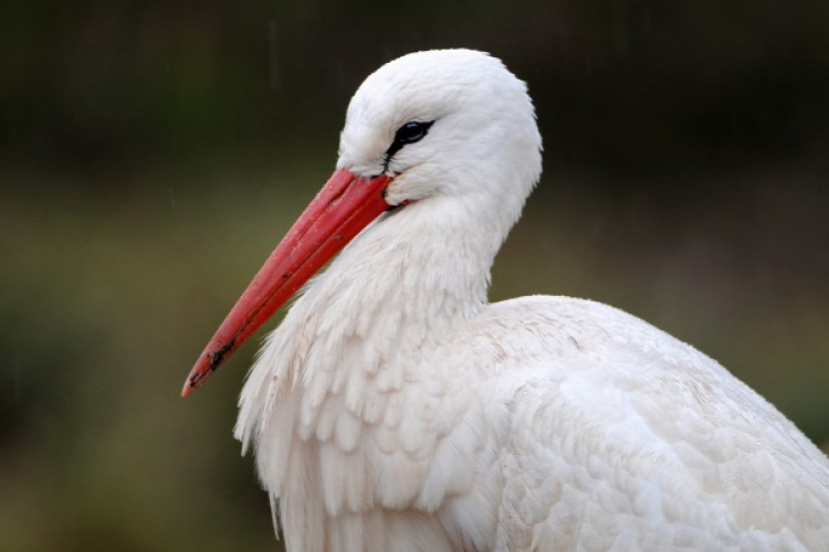 Egyre több gólya tölti a telet Magyarországon