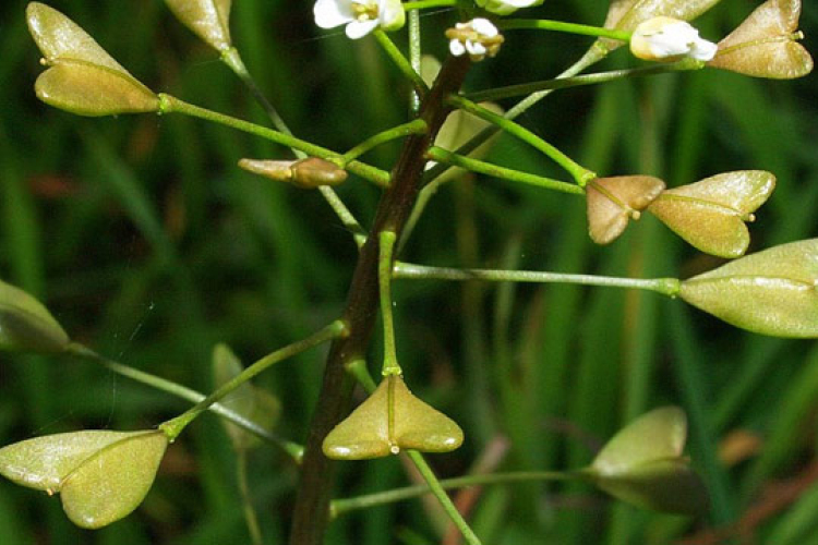 Pásztortáska a gyulladásgátló és ehető gyomnövény