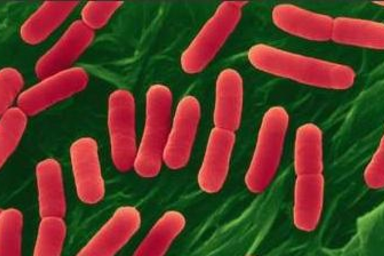 A baktériumok hozzájárulnak egészségünk megőrzéséhez